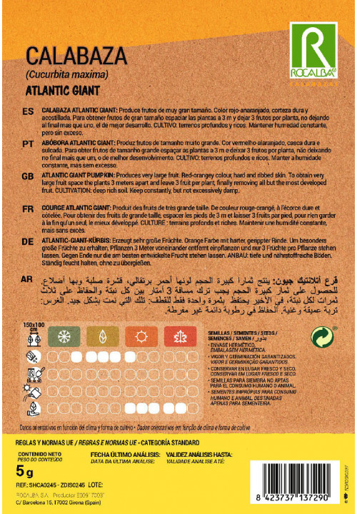 COURGE ATLANTIC GIANT