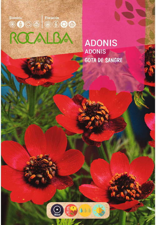 ADONIS GOTA DE SANGUE VERMELHA