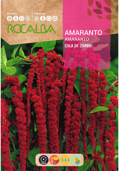 FOXTAIL AMARANTH