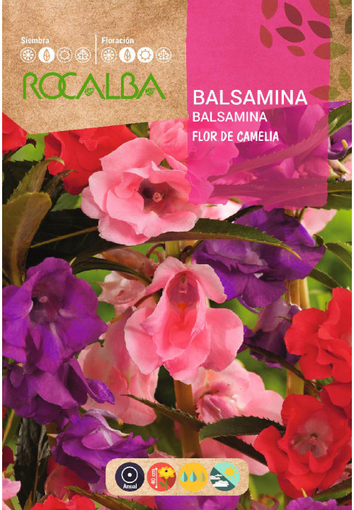 BALSAMINE FLEUR DE CAMELIA VARIÉE