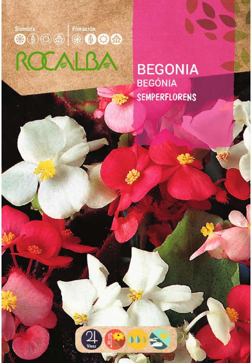 BÉGONIA SEMPERFLORENS VARIÉE