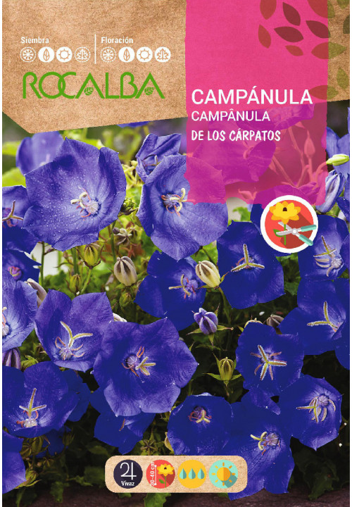 CAMPÂNULA DOS CARPATOS AZUL