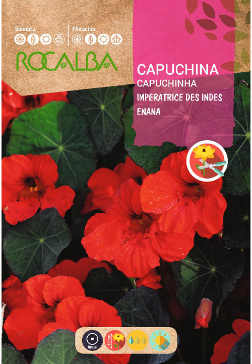 CAPUCHINA IMPERATRICE DES INDES ENANA