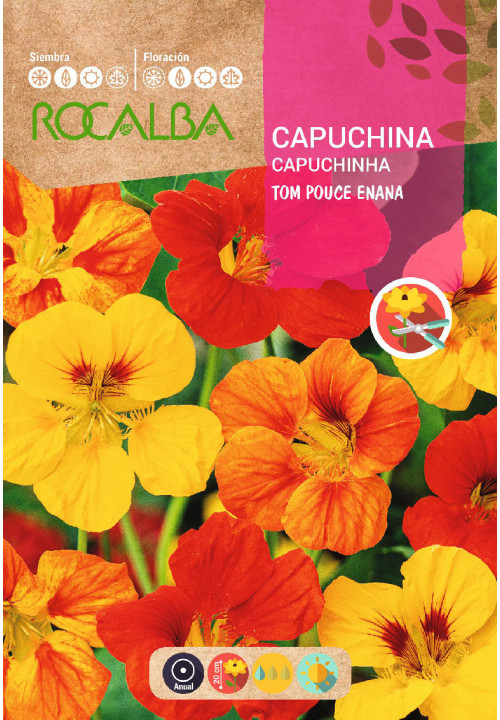 CAPUCHINA TOM POUCE ENANA VARIADA