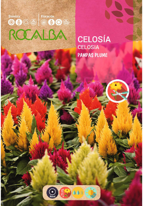 CELOSÍA PLUMOSA PAMPAS PLUME VARIADA