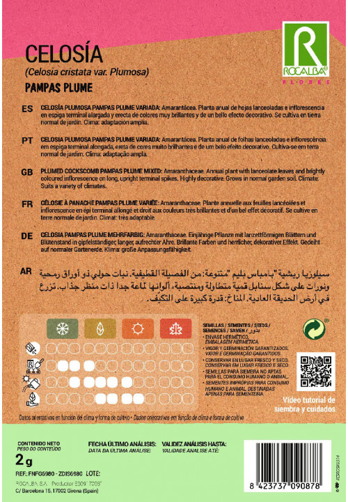 CELOSIA PLUMOSA PAMPAS PLUME VARIADA
