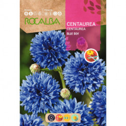 BLUE BOY CENTAUREA