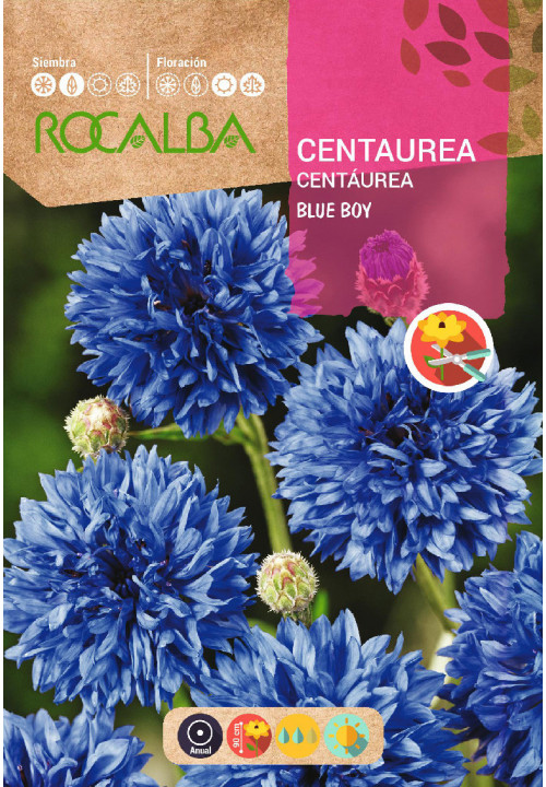 CENTÁUREA BLUE BOY AZUL