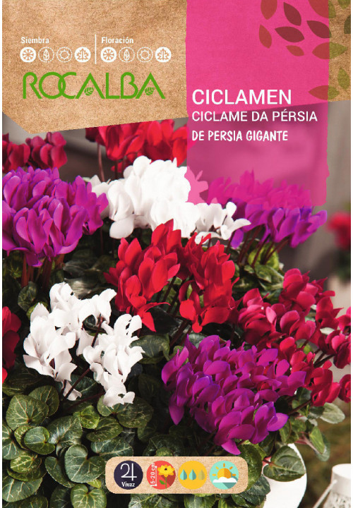 GIANT PERSIAN CYCLAMEN, MIXED