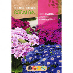 CINERARIA HÍBRIDA DE GRANDES FLORES