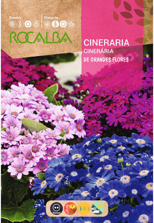 CINERÁRIA HÍBRIDA DE GRANDES FLORES