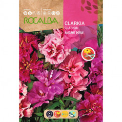 CLARKIA ÉLÉGANT DOUBLE VARIÉ