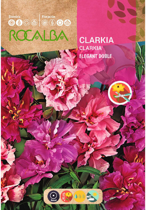 CLARKIA ÉLÉGANT DOUBLE VARIÉ