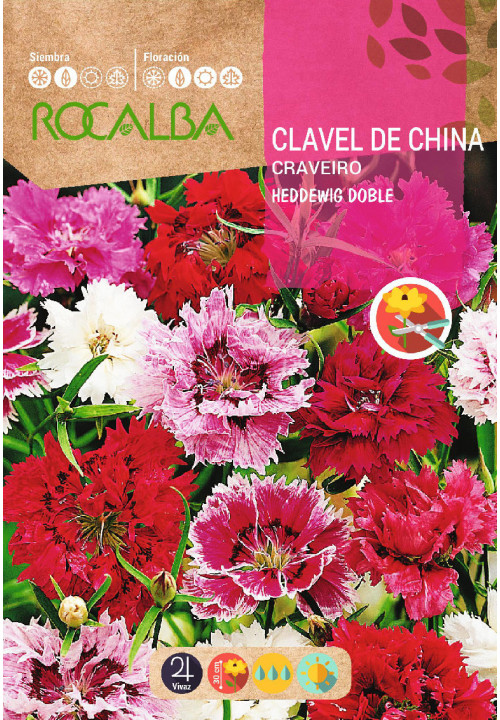 CLAVEL DE CHINA HEDDEWIG DOBLE VARIADO