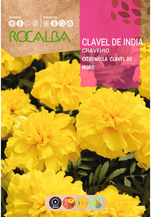 CLAVEL DE INDIA CITRONELLA DOBLE ENANO