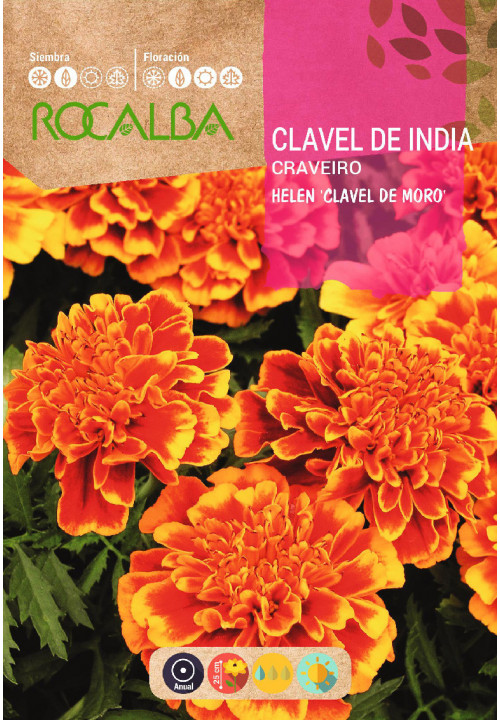 CLAVEL DE INDIA HELEN DOBLE ENANO