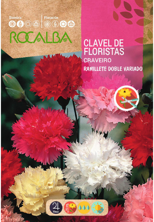 OEILLET DES FLEURISTES BOUQUET DOUBLE VARIÉ