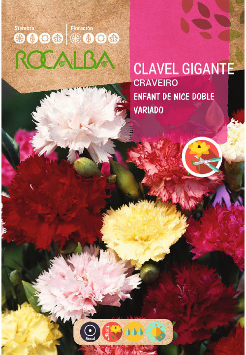 CARNATION ENFANT DE NICE DOUBLE MIXED