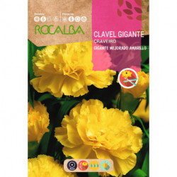 CARNATION GIANT IMPROVED CHABAUD YELLOW