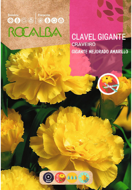 CARNATION GIANT IMPROVED CHABAUD YELLOW