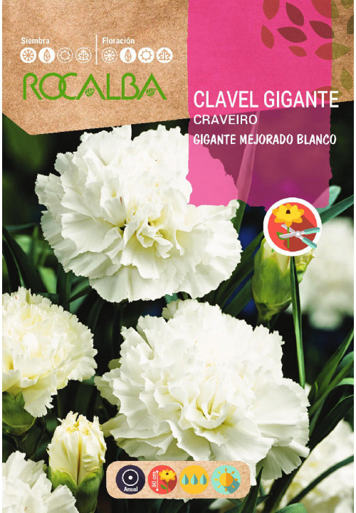 CLAVEL GIGANTE MEJORADO BLANCO