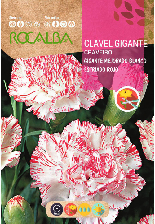 CLAVEL GIGANTE MEJORADO BLANCO ESTRIADO DE ROJO