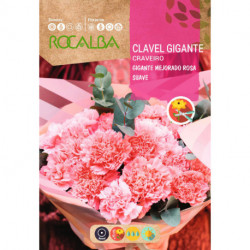 OEILLET CHABAUD GÉANT AMÉLIORÉ ROSE CLAIR