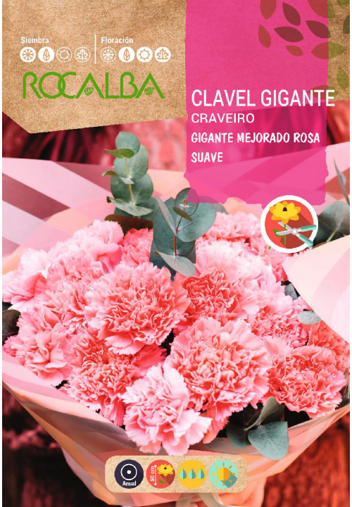 OEILLET CHABAUD GÉANT AMÉLIORÉ ROSE CLAIR