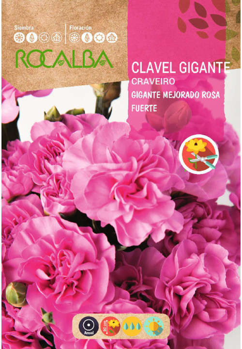 CLAVEL GIGANTE MEJORADO ROSA FUERTE