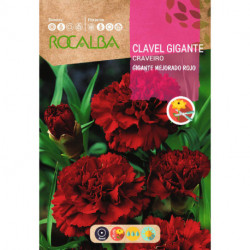 CARNATION GIANT IMPROVED CHABAUD RED