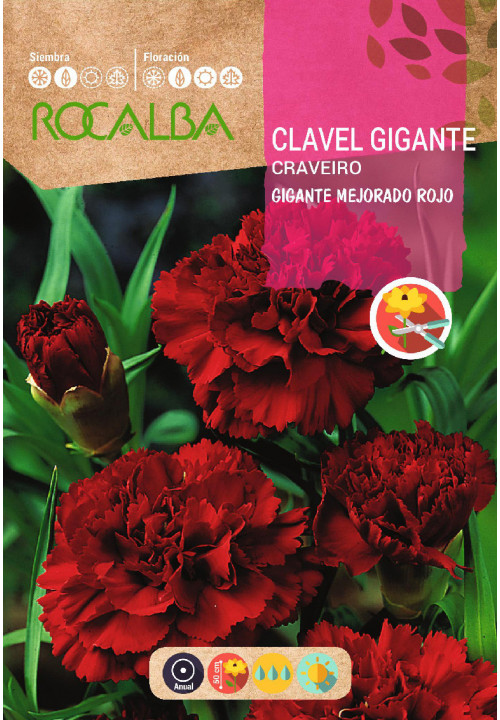 CARNATION GIANT IMPROVED CHABAUD RED