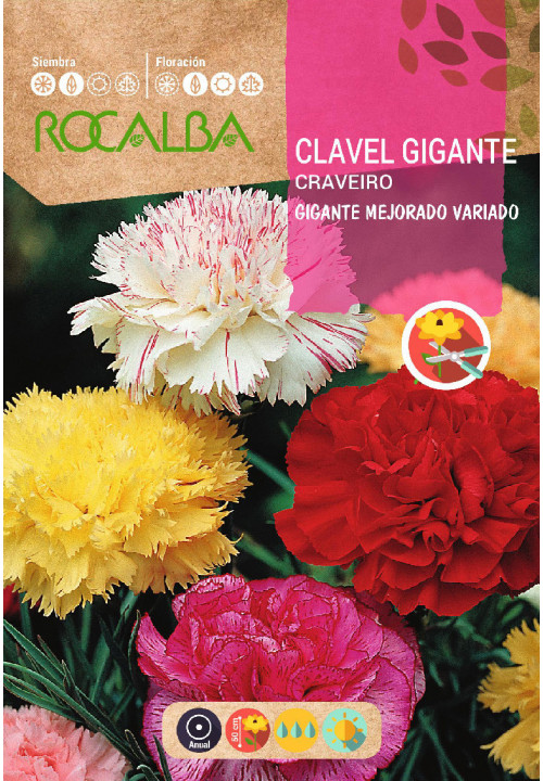 CLAVEL GIGANTE MEJORADO VARIADO