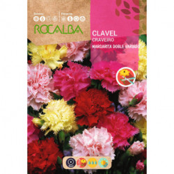 CLAVEL MARGARITA DOBLE VARIADO