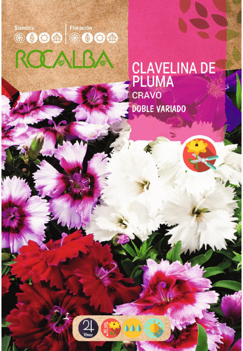 CLAVELINA DE PLUMA DOBLE VARIADO