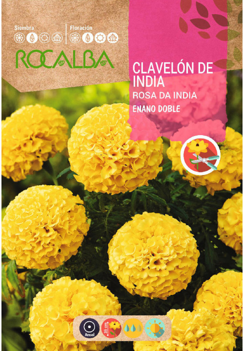 CLAVELÓN ROSA DE INDIA ENANO DOBLE AMARILLO