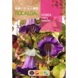 CLIMBING COBEA SCANDENS BLUE VIOLET