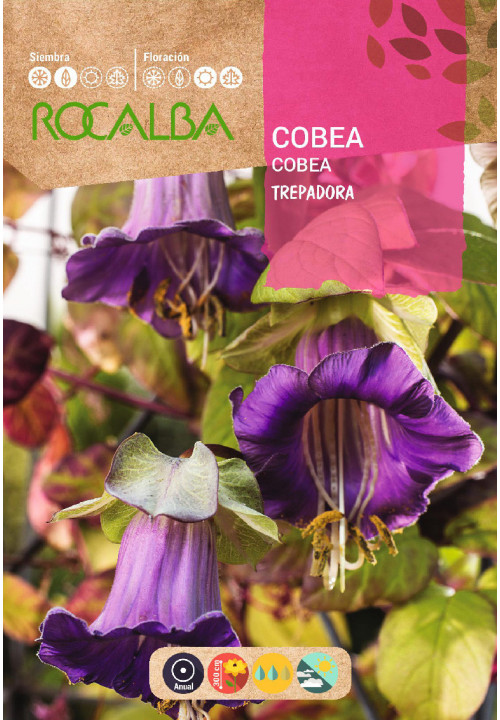 COBEA SCANDENS TREPADEIRA AZUL VIOLETA