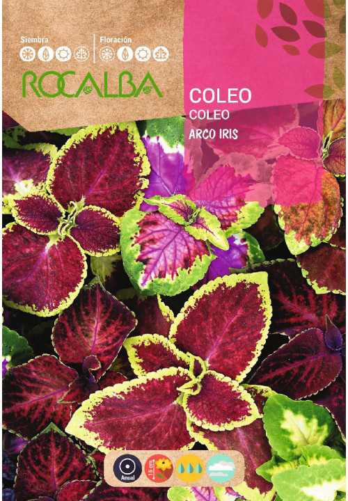 COLEUS RAINBOW MIXED