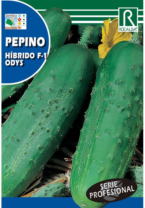 PEPINO HIBRIDO F-1 ODYS