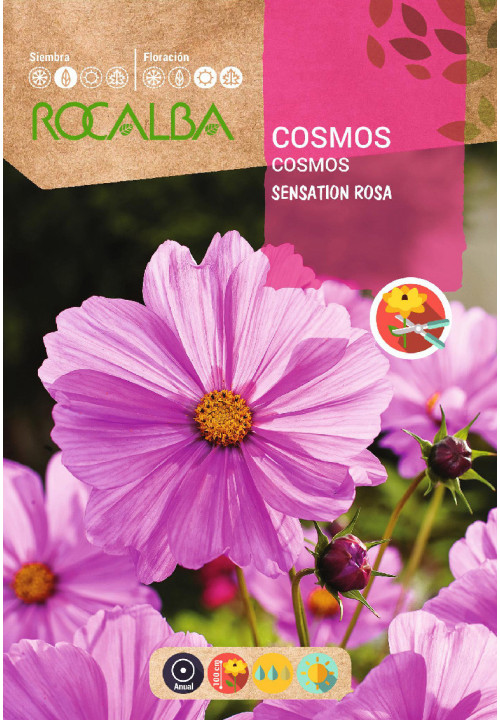 COSMOS SENSATION ROSA