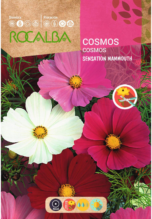 COSMOS SENSATION GIANT MAMMOTH MIXED