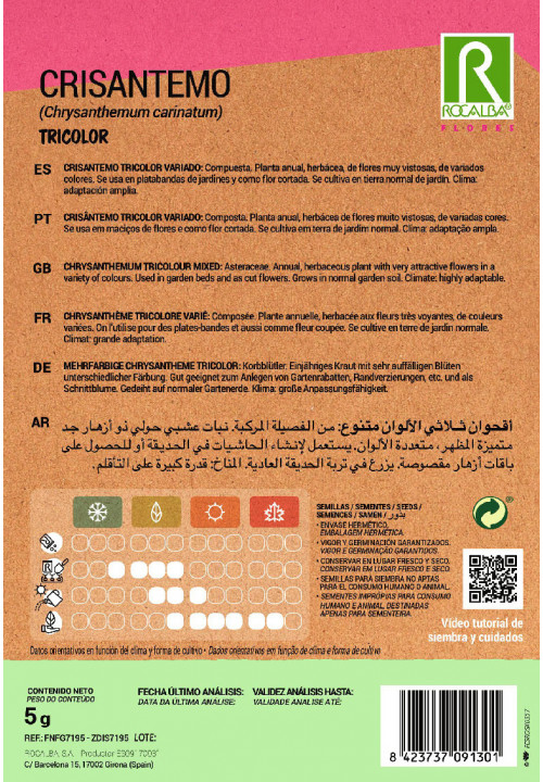 CHRYSANTHEMUM TRICOLOUR MIXED