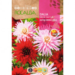 DALIA CACTUS HÍBRIDA DOBLE VARIADA