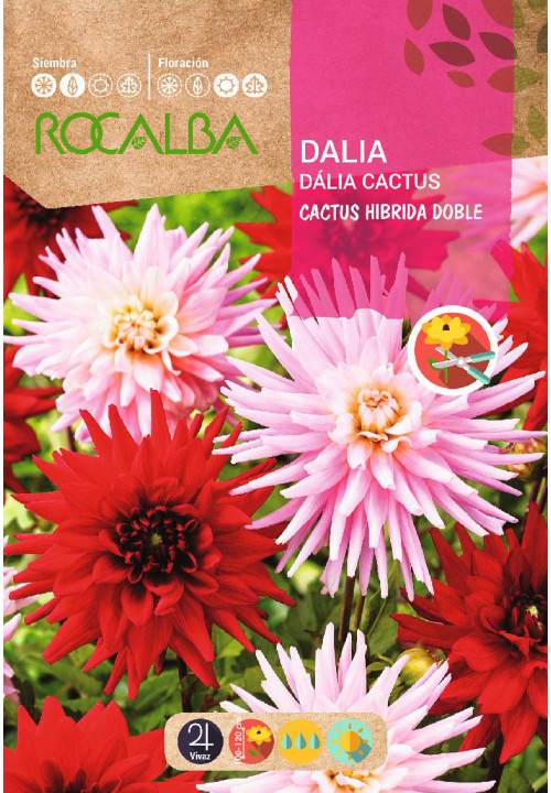 DAHLIA DOUBLE HYBRID CACTUS MIXED