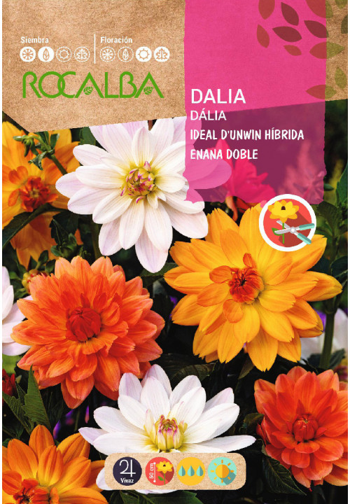 DAHLIA IDÉAL D’UNWIN NAIN DOUBLE VARIÉ