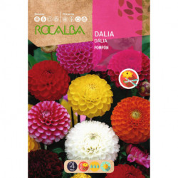 DAHLIA POMPON DOUBLE MIXED