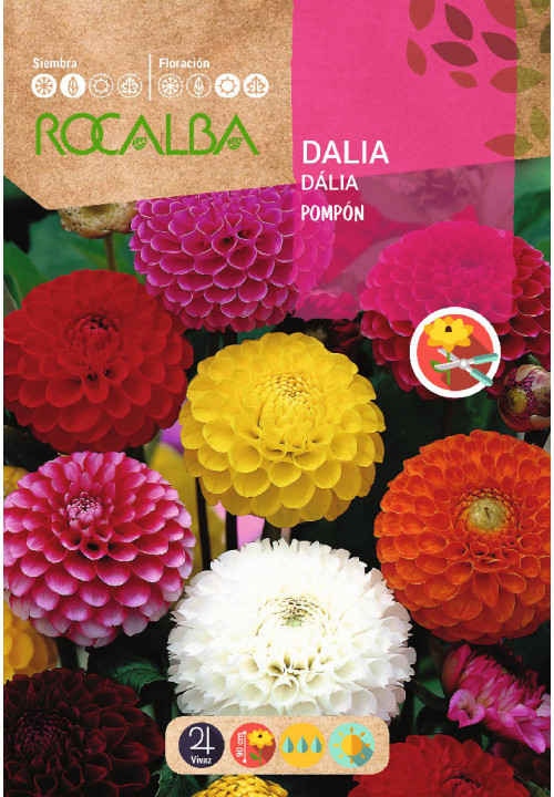 DAHLIA POMPON DOUBLE VARIÉ