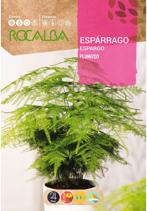 ESPARGO PLUMOSO