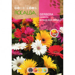 GERBERA RAYON DE SOLEIL HÍBRIDA