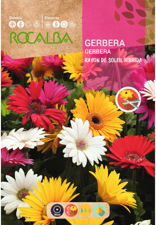 GERBERA RAYON DE SOLEIL HÍBRIDA